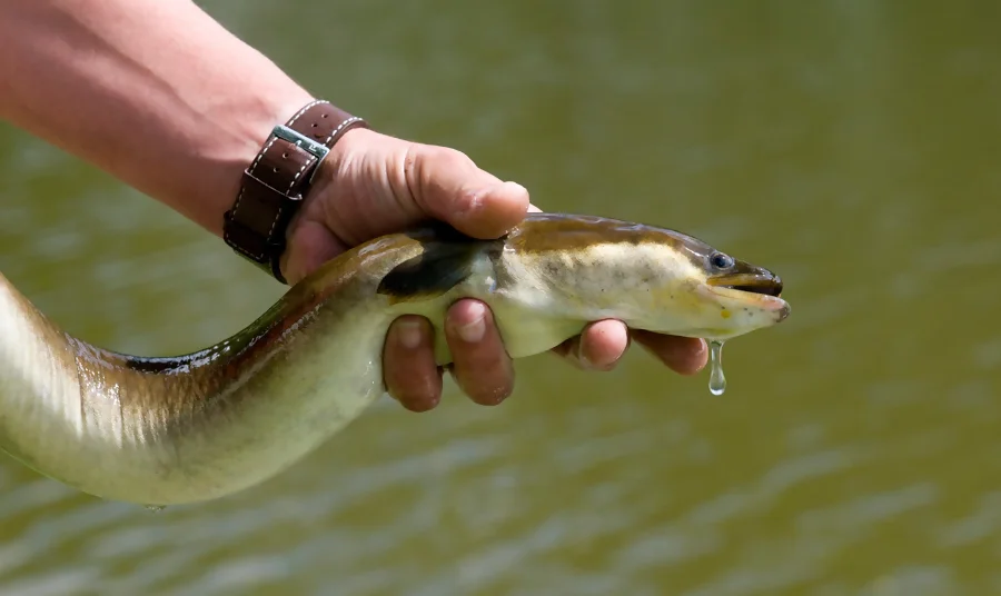 peche-anguille anguille dans les mains d'un pêcheur de loisir à la ligne
